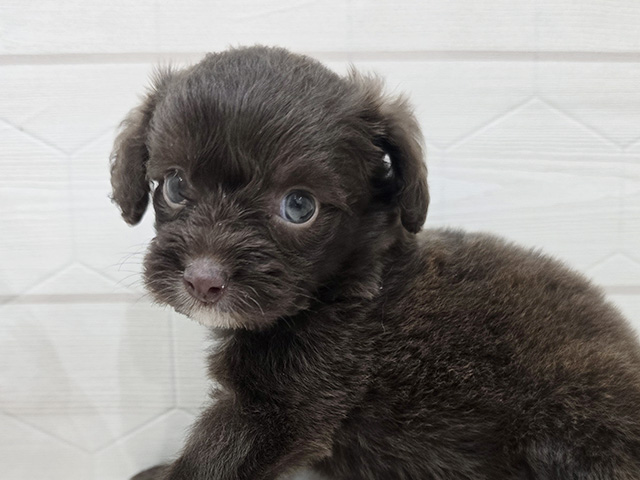 東京都のチワプー/プーチー(チワワ×プードル) (ペッツファースト吉祥寺サンロード店/2025年8月5日生まれ/女の子/ブラウンホワイト)の子犬の3枚目の画像