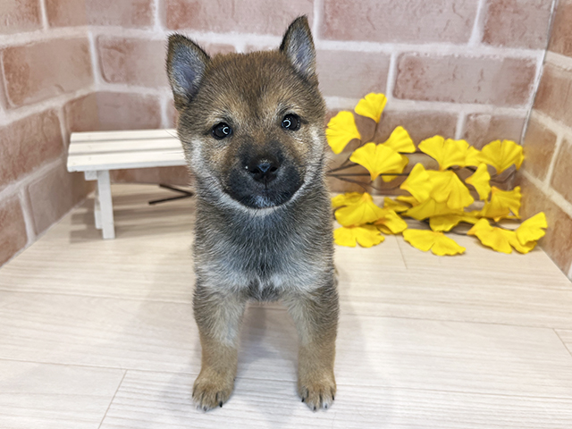 東京都の豆柴 (ペッツファースト広尾店/2025年8月1日生まれ/女の子/赤)の子犬の1枚目の画像