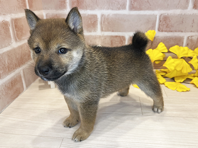東京都の豆柴 (ペッツファースト広尾店/2025年8月1日生まれ/女の子/赤)の子犬の2枚目の画像