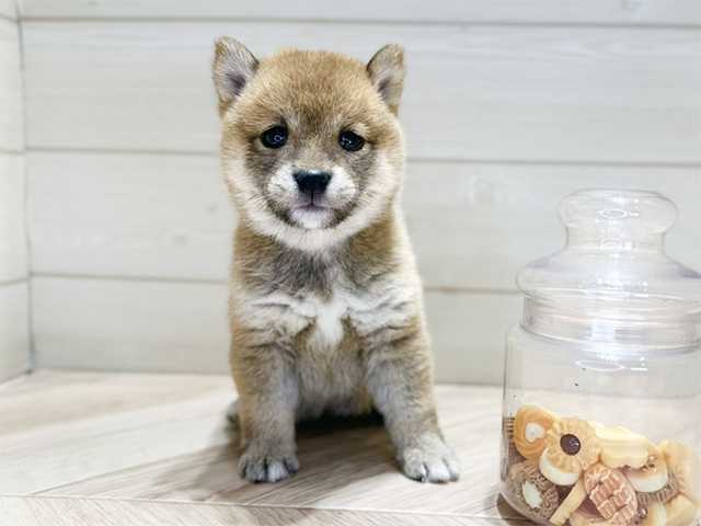 群馬県の豆柴 (ペッツファースト高崎店/2025年8月5日生まれ/女の子/赤)の子犬の1枚目の画像