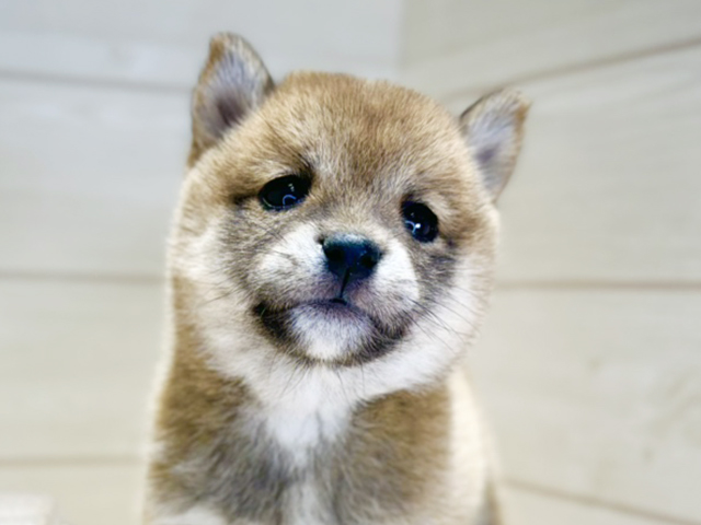 群馬県の豆柴 (ペッツファースト高崎店/2025年8月5日生まれ/女の子/赤)の子犬の3枚目の画像