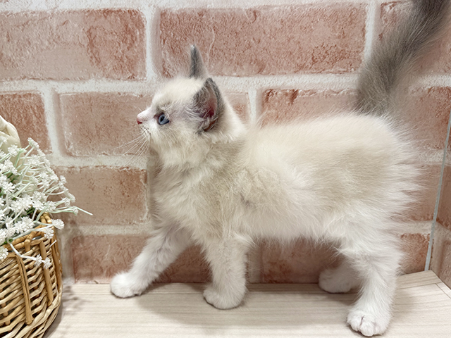 東京都のラグドール (ペッツファースト町田店/2025年8月5日生まれ/男の子/ブルーポイントバイカラー)の子猫の2枚目の画像