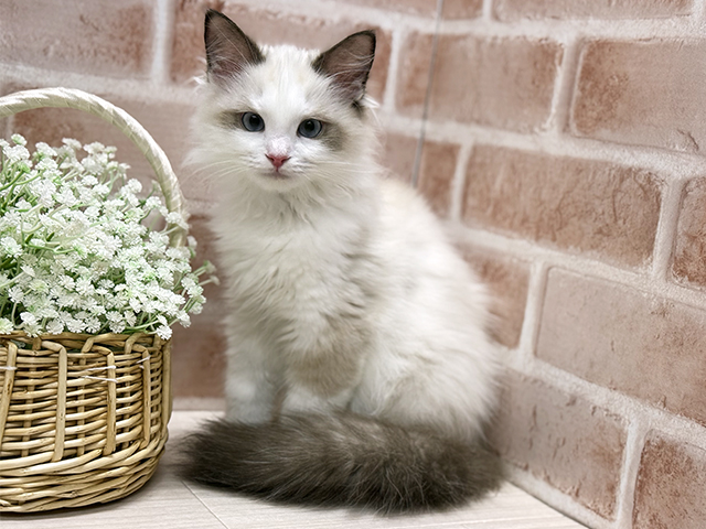 大阪府のラグドール (ペッツファースト北心斎橋店/2025年8月5日生まれ/女の子/シールポイントバイカラー)の子猫の1枚目の画像