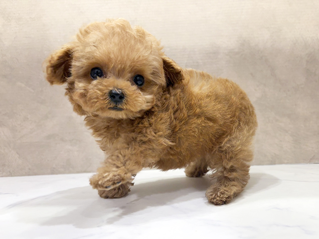 大阪府のティーカッププードル (ペッツファースト茶屋町店/2025年8月4日生まれ/男の子/アプリコット)の子犬の2枚目の画像