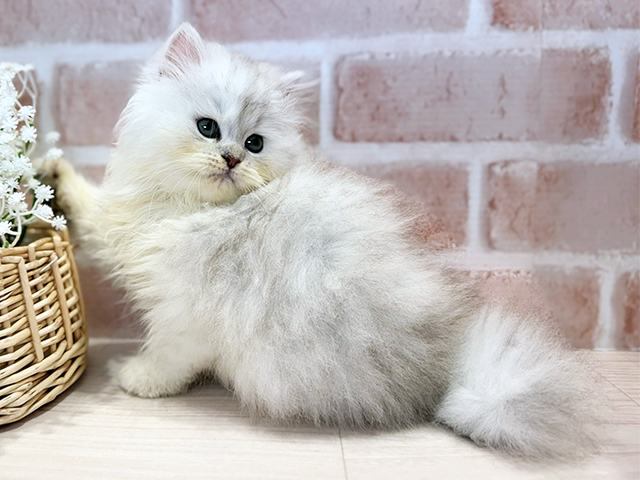 大阪府のペルシャ (ペッツファースト茨木店/2025年8月3日生まれ/男の子/チンチラシルバー)の子猫の2枚目の画像