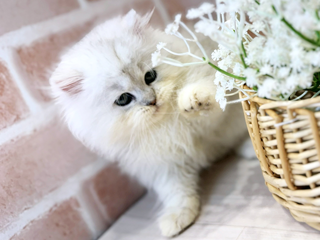 大阪府のペルシャ (ペッツファースト茨木店/2025年8月3日生まれ/男の子/チンチラシルバー)の子猫の3枚目の画像