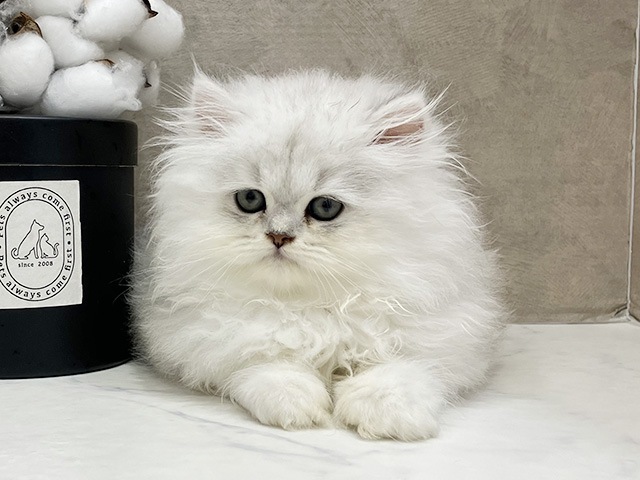 ペルシャ