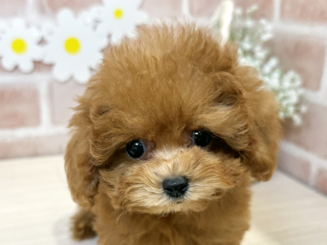 鹿児島県のティーカッププードル (ペッツファースト鹿児島店/2025年8月4日生まれ/女の子/レッド)の子犬の3枚目の画像