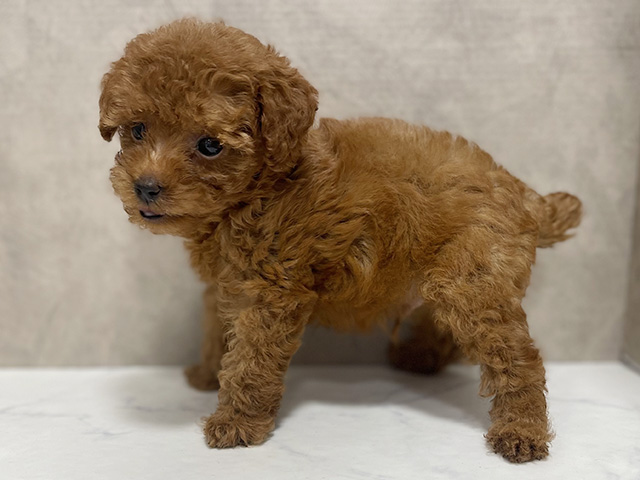 東京都のタイニープードル (ペッツファースト池袋店/2025年8月5日生まれ/男の子/レッド)の子犬の2枚目の画像