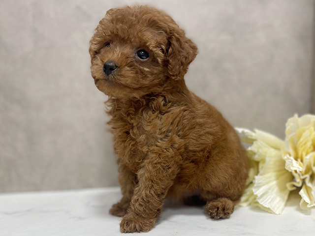 東京都のタイニープードル (ペッツファースト池袋店/2025年8月5日生まれ/男の子/レッド)の子犬の3枚目の画像