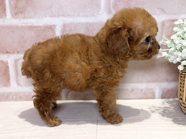 岡山県のトイプードル(タイニー) (ペッツファースト倉敷店/2025年8月5日生まれ/女の子/レッド)の子犬の2枚目の画像