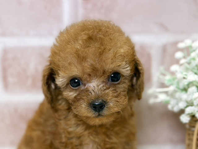 岡山県のトイプードル(タイニー) (ペッツファースト倉敷店/2025年8月5日生まれ/女の子/レッド)の子犬の3枚目の画像