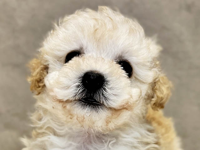東京都のタイニープードル (ペッツファースト神楽坂店/2025年8月5日生まれ/男の子/クリーム)の子犬の3枚目の画像
