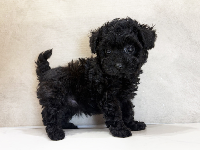 大阪府のトイプードル(タイニー) (ペッツファースト茶屋町店/2025年8月5日生まれ/女の子/ブラック)の子犬の2枚目の画像