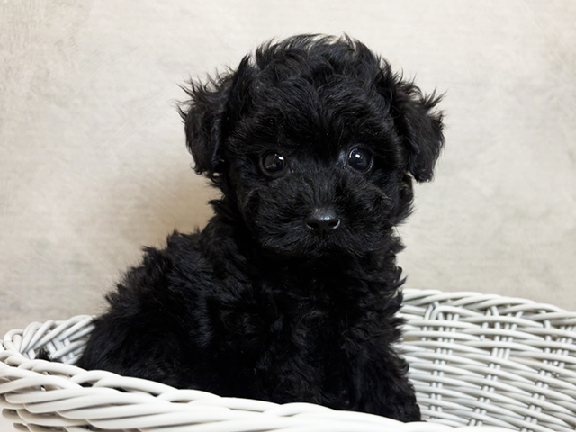 大阪府のトイプードル(タイニー) (ペッツファースト茶屋町店/2025年8月5日生まれ/女の子/ブラック)の子犬の3枚目の画像