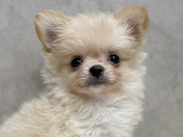 東京都のポメチワ/チワポメ/ポメチー(ポメラニアン×チワワ) (ペッツファースト池袋店/2025年8月3日生まれ/男の子/クリーム)の子犬の3枚目の画像