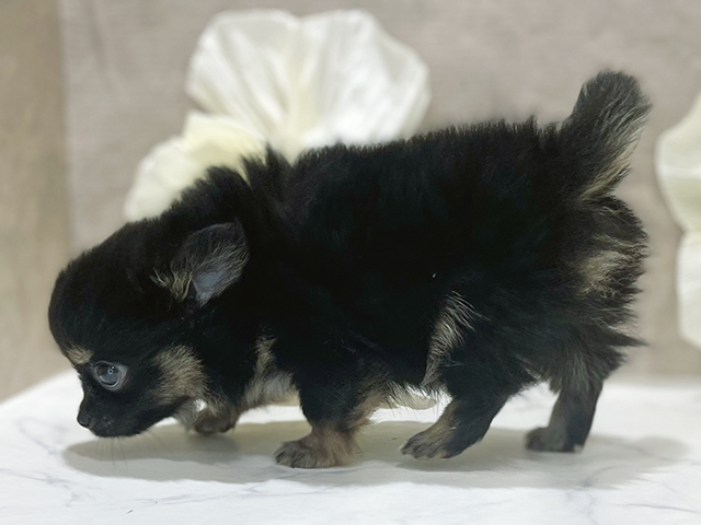 東京都のポメチワ/チワポメ/ポメチー(ポメラニアン×チワワ) (ペッツファースト新宿店/2025年8月3日生まれ/男の子/ブラックタンホワイト)の子犬の2枚目の画像