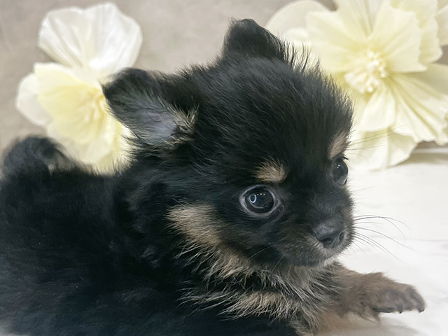 東京都のポメチワ/チワポメ/ポメチー(ポメラニアン×チワワ) (ペッツファースト新宿店/2025年8月3日生まれ/男の子/ブラックタンホワイト)の子犬の3枚目の画像