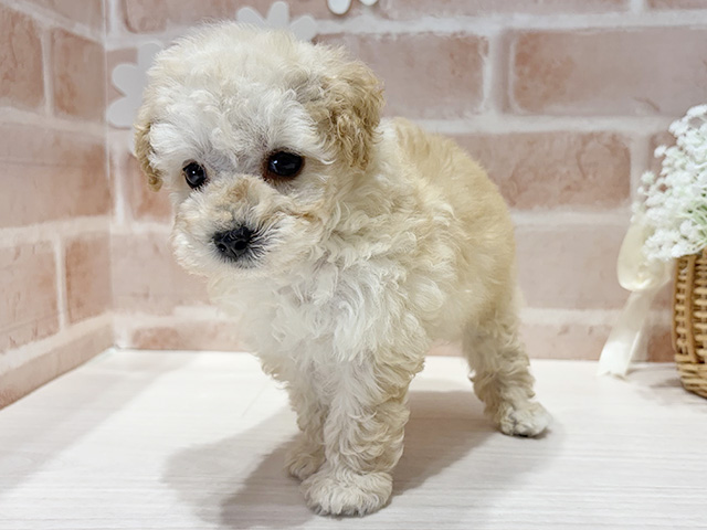 福岡県のタイニープードル (ペッツファースト筑紫野店/2025年8月5日生まれ/男の子/クリーム)の子犬の2枚目の画像