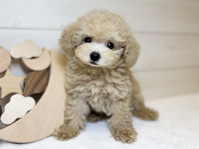 東京都のタイニープードル (ペッツファースト麻布十番店/2025年8月5日生まれ/男の子/クリーム)の子犬の1枚目の画像