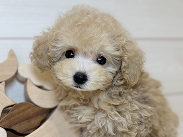東京都のタイニープードル (ペッツファースト麻布十番店/2025年8月5日生まれ/男の子/クリーム)の子犬の3枚目の画像