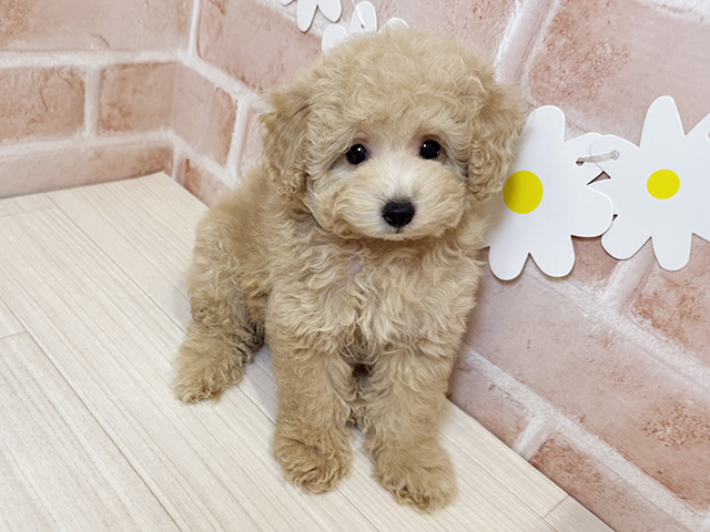 鹿児島県のタイニープードル (ペッツファースト鹿児島店/2025年8月5日生まれ/女の子/クリーム)の子犬の1枚目の画像
