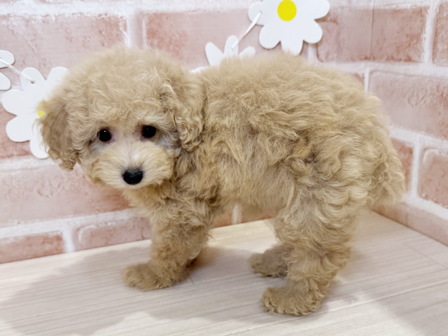 鹿児島県のタイニープードル (ペッツファースト鹿児島店/2025年8月5日生まれ/女の子/クリーム)の子犬の2枚目の画像