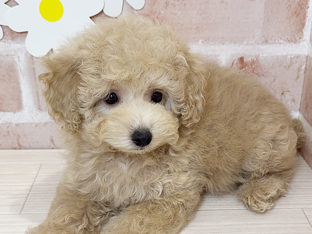 鹿児島県のタイニープードル (ペッツファースト鹿児島店/2025年8月5日生まれ/女の子/クリーム)の子犬の3枚目の画像