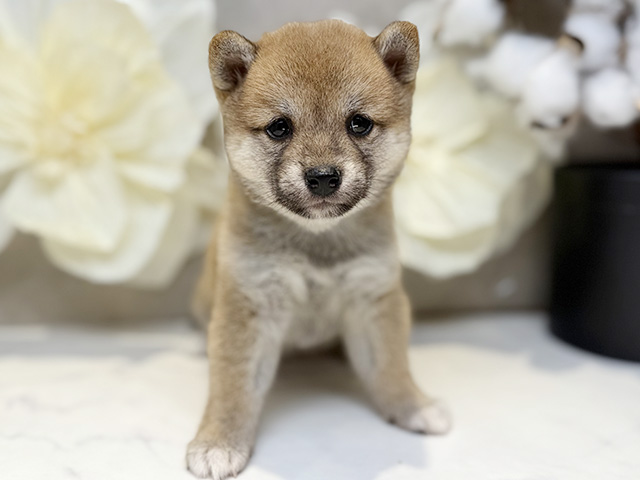 埼玉県の豆柴 (ペッツファースト川口店/2025年8月6日生まれ/女の子/赤)の子犬の1枚目の画像