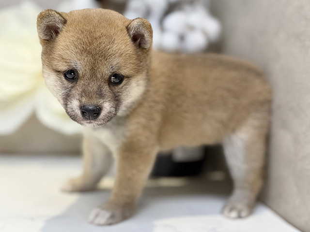 埼玉県の豆柴 (ペッツファースト川口店/2025年8月6日生まれ/女の子/赤)の子犬の2枚目の画像