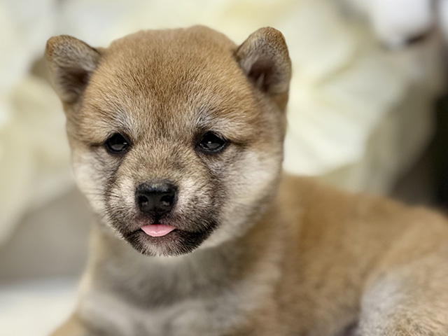 埼玉県の豆柴 (ペッツファースト川口店/2025年8月6日生まれ/女の子/赤)の子犬の3枚目の画像
