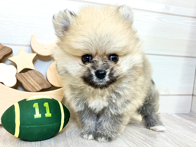 愛知県のポメラニアン (ペッツファースト大高店/2025年8月4日生まれ/男の子/オレンジ)の子犬