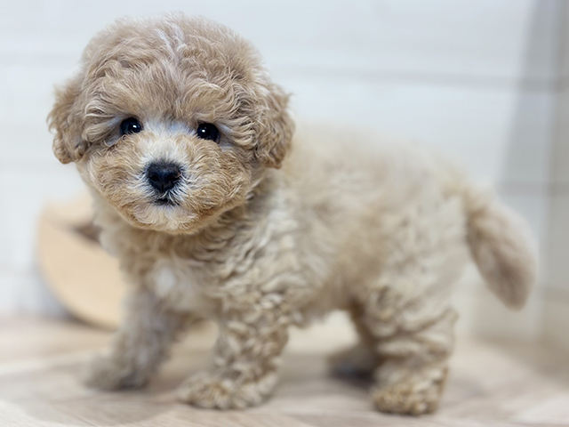 東京都のビションプー(ビションフリーゼ×プードル) (ペッツファースト吉祥寺本店/2025年8月6日生まれ/男の子/アプリコット)の子犬の2枚目の画像