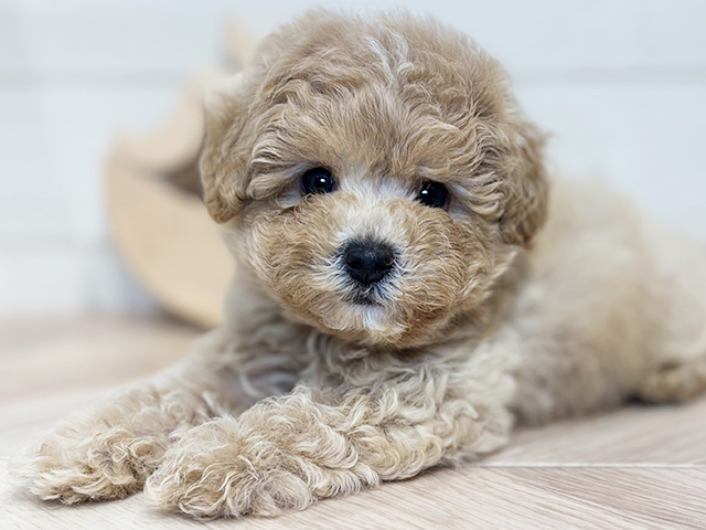 東京都のビションプー(ビションフリーゼ×プードル) (ペッツファースト吉祥寺本店/2025年8月6日生まれ/男の子/アプリコット)の子犬の3枚目の画像