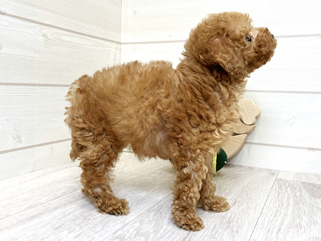 愛知県のタイニープードル (ペッツファースト大高店/2025年8月5日生まれ/女の子/レッド)の子犬の2枚目の画像