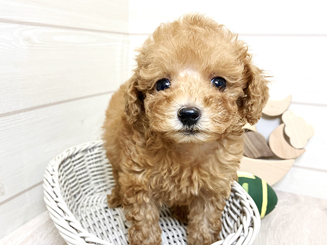 愛知県のタイニープードル (ペッツファースト大高店/2025年8月5日生まれ/女の子/レッド)の子犬の3枚目の画像