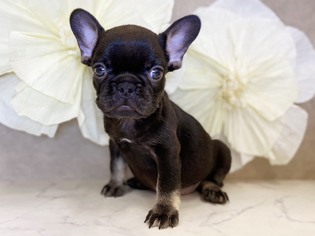 神奈川県のフレンチブルドッグ (ペッツファースト秦野店/2025年7月30日生まれ/女の子/チョコレートタン)の子犬の1枚目の画像