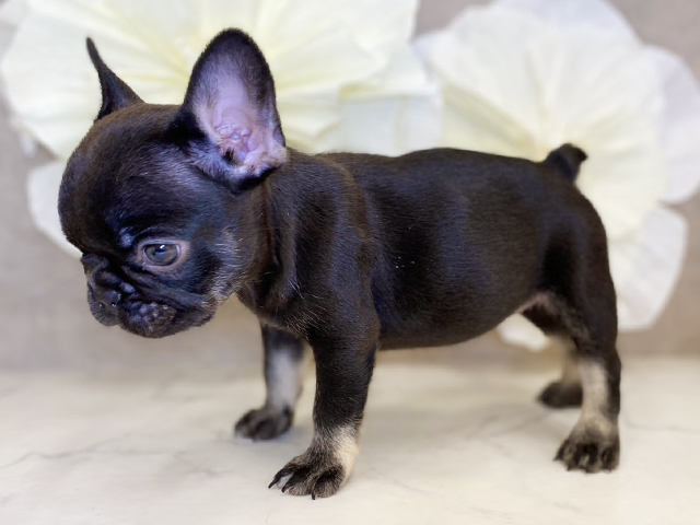 神奈川県のフレンチブルドッグ (ペッツファースト秦野店/2025年7月30日生まれ/女の子/チョコレートタン)の子犬の2枚目の画像