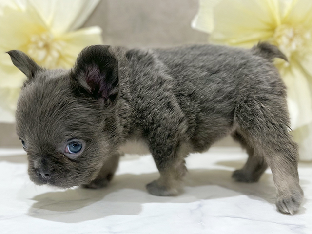 東京都のフレンチブルドッグ (ペッツファースト新宿店/2025年7月30日生まれ/女の子/ライラックタン)の子犬の2枚目の画像
