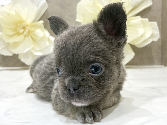 東京都のフレンチブルドッグ (ペッツファースト新宿店/2025年7月30日生まれ/女の子/ライラックタン)の子犬の3枚目の画像
