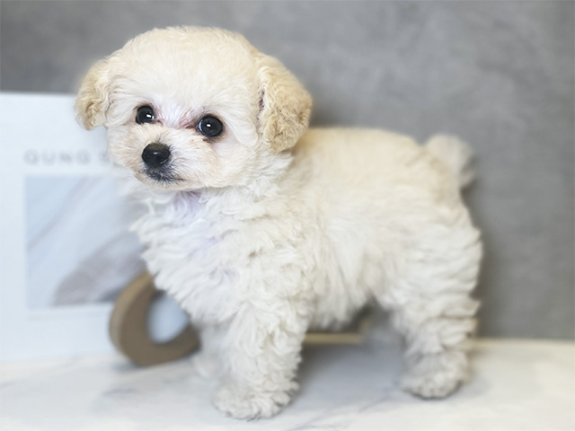 東京都のトイプードル(ティーカップ) (ペッツファースト青山店/2025年8月4日生まれ/女の子/シャンパン)の子犬の2枚目の画像