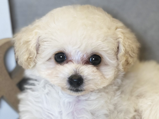 東京都のトイプードル(ティーカップ) (ペッツファースト青山店/2025年8月4日生まれ/女の子/シャンパン)の子犬の3枚目の画像