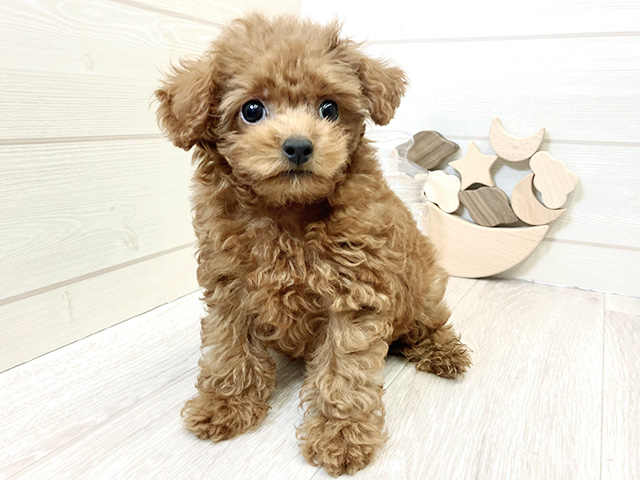 愛知県のトイプードル(トイ) (ペッツファースト大高店/2025年7月28日生まれ/男の子/レッド)の子犬の1枚目の画像
