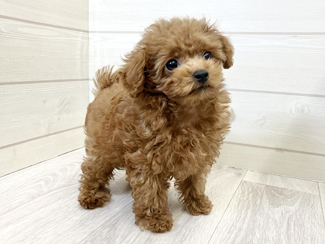愛知県のトイプードル(トイ) (ペッツファースト大高店/2025年7月28日生まれ/男の子/レッド)の子犬の2枚目の画像