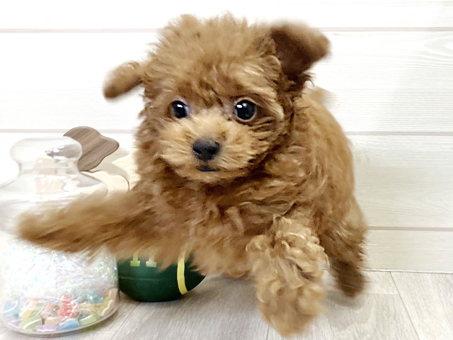 愛知県のトイプードル(トイ) (ペッツファースト大高店/2025年7月28日生まれ/男の子/レッド)の子犬の3枚目の画像