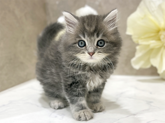 東京都のサイベリアン (ペッツファースト新宿店/2025年8月7日生まれ/男の子/ブルータビー)の子猫の1枚目の画像