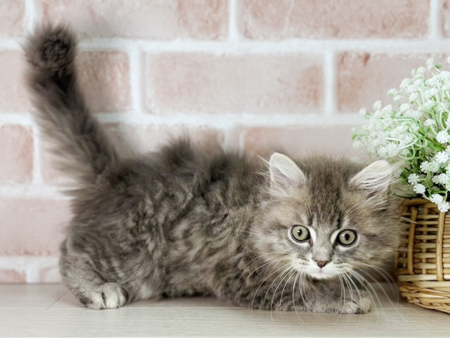 京都府のサイベリアン (ペッツファースト京都店/2025年8月7日生まれ/男の子/ブルータビー)の子猫の2枚目の画像