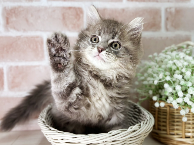 京都府のサイベリアン (ペッツファースト京都店/2025年8月7日生まれ/男の子/ブルータビー)の子猫の3枚目の画像