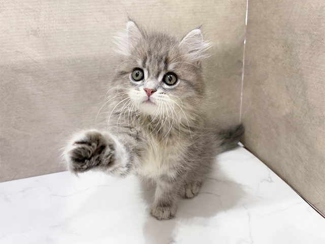 大阪府のサイベリアン (ペッツファースト茶屋町店/2025年8月7日生まれ/男の子/ブルータビー)の子猫の1枚目の画像