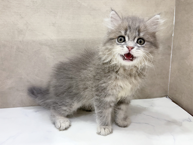 大阪府のサイベリアン (ペッツファースト茶屋町店/2025年8月7日生まれ/男の子/ブルータビー)の子猫の2枚目の画像